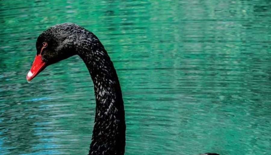 Risk Management and the Black Swan