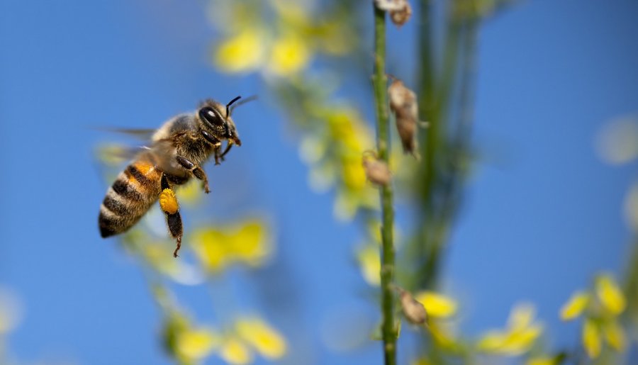 Wij gaan met pensioen, maar bijen werken zich dood