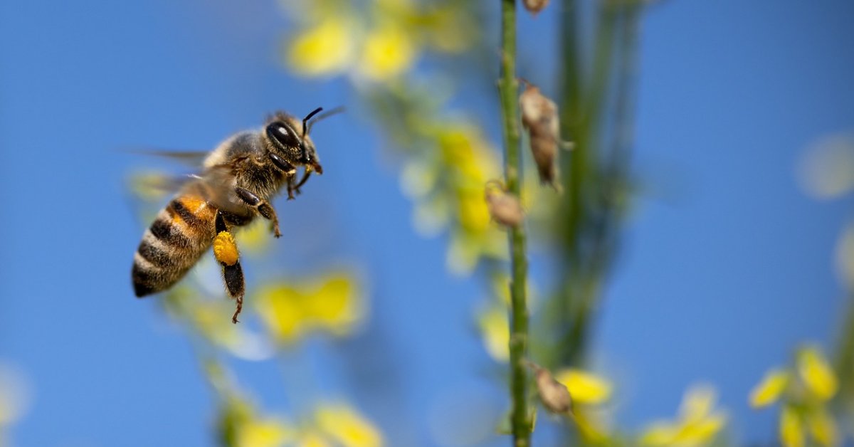 Wij gaan met pensioen, maar bijen werken zich dood - door Nienke Marcus