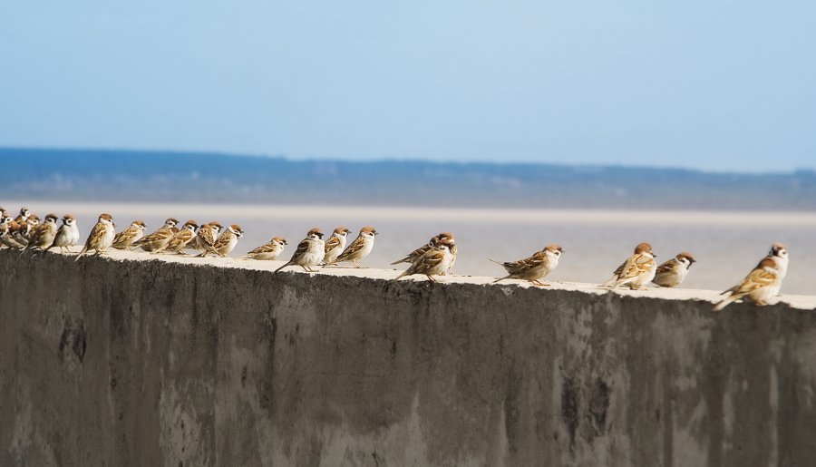 Dode mussen creëren geen draagvlak