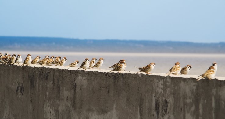 Dode mussen creëren geen draagvlak