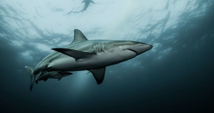 Witte zwanen of liever witte haaien?