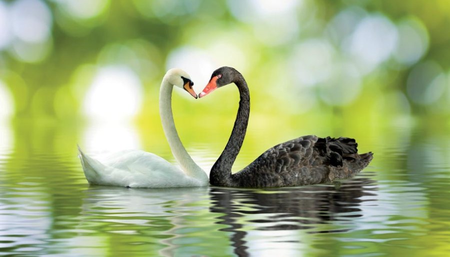 Klimaatverandering is geen Black Swan, maar ook witte zwanen zijn indrukwekkend