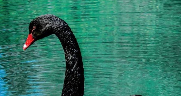 Risk Management and the Black Swan