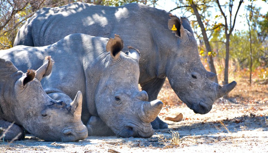 From COVID to climate management of Black Swans and Grey Rhinos