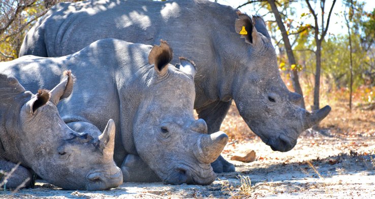 From COVID to climate management of Black Swans and Grey Rhinos