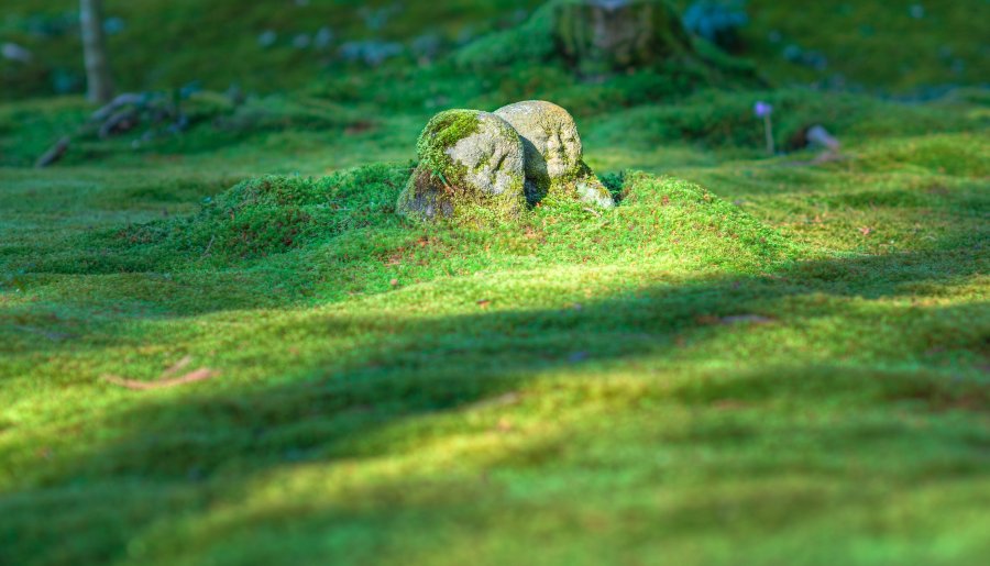 Van de redactie – Landschapsarchitectuur